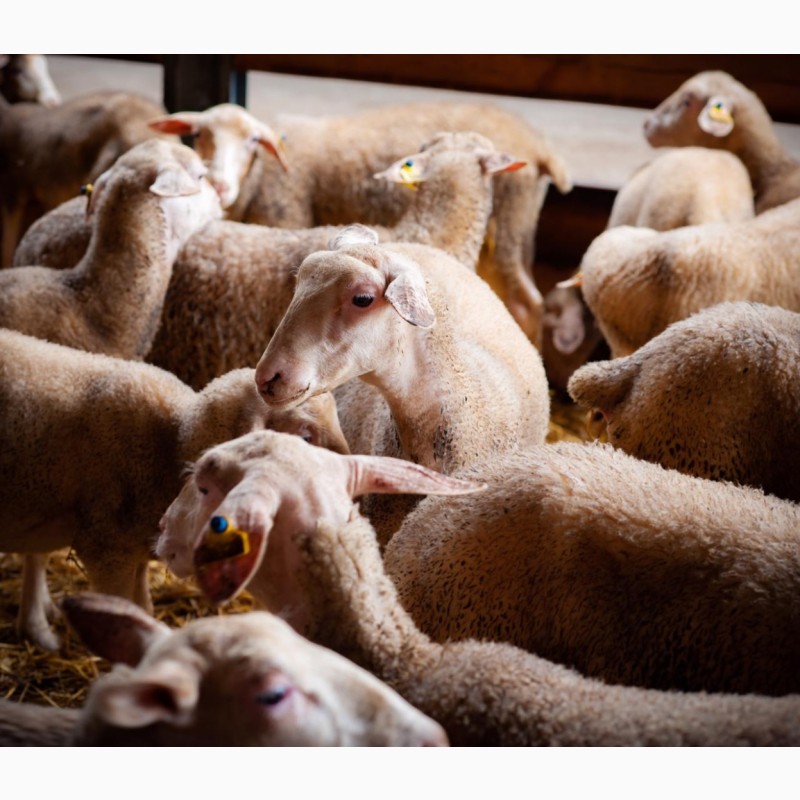 Фото 8. Продаются овцы французской породы ЛАКОН