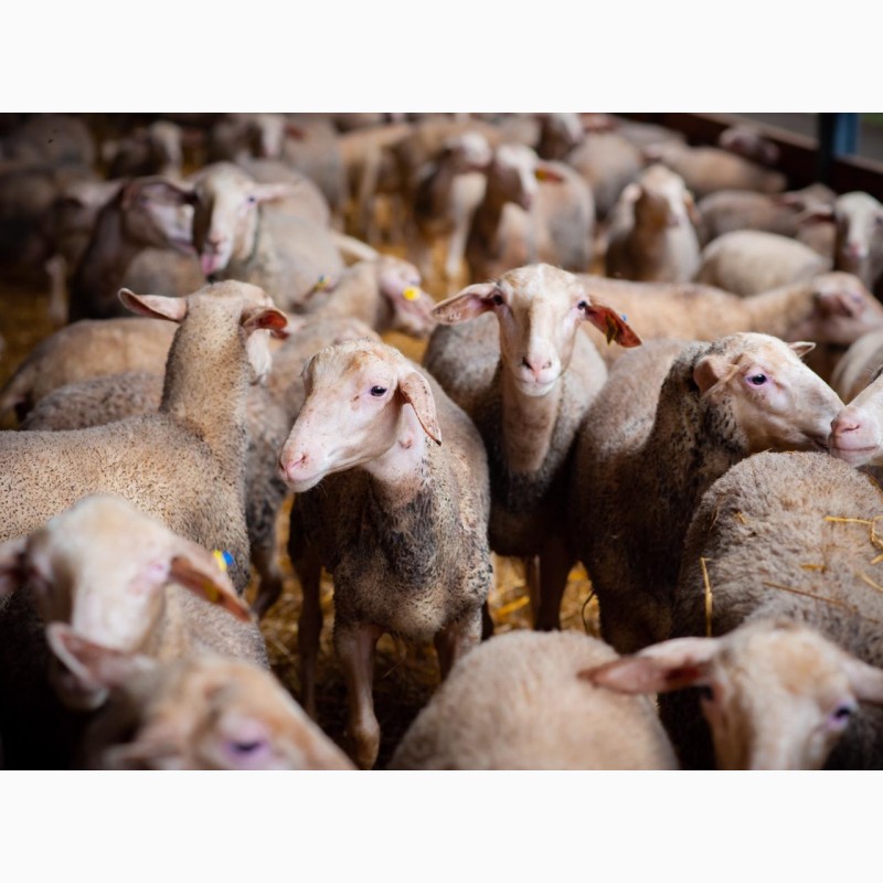 Фото 9. Продаются овцы французской породы ЛАКОН