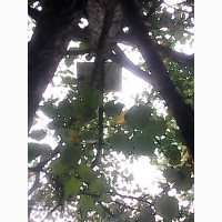 Продам орех лесной(лищина деревовидная)