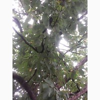 Продам орех лесной(лищина деревовидная)