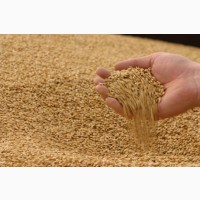 Продам пшеницю фураж 2500 тонн Полтавська область