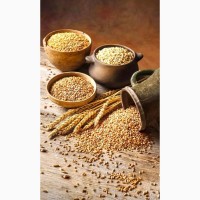 Крупозавод шукає постачальників пшениці на постійній основі