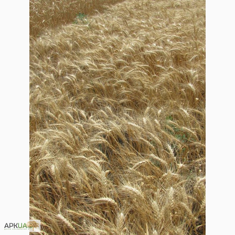 Купить СЕМЕНА пшеницы озимой - сорт Ермак - 1 репродукция, Городище .