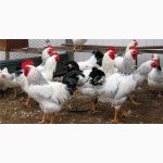 Продам инкубационные яйца и цыплята под заказ породистых кур адлер серебристый