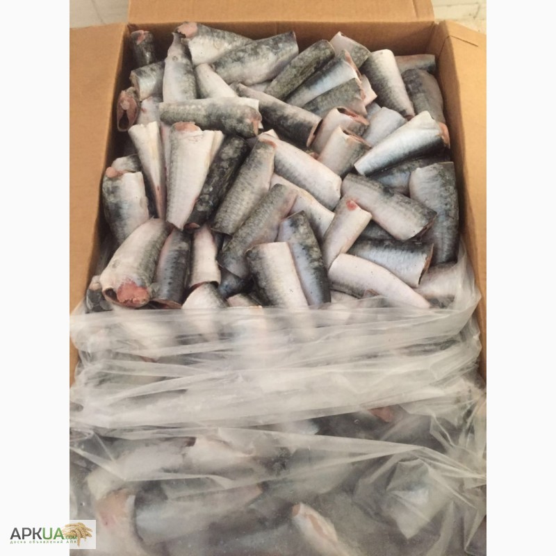 Фото 2. Прямые поставки свежемороженой рыбы из Марокко