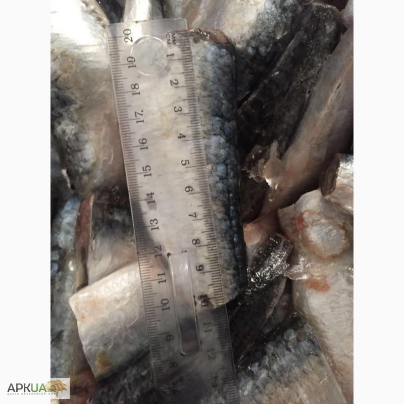 Фото 3. Прямые поставки свежемороженой рыбы из Марокко