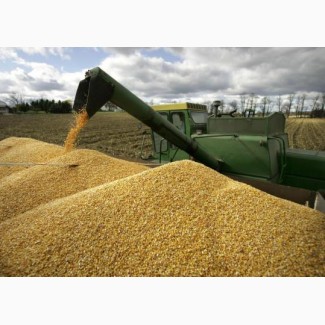 Закуповуємо пшеницю. Вся Україна