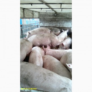 Закупка сальных свиней вес 150-250кг. Свыноматкы хрякы