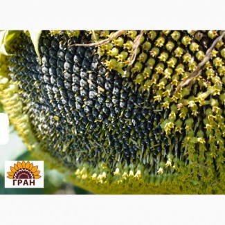 Компанія «Гран» пропонує насіння гібриду соняшнику Бонд