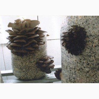 Мицелий грибов вешенки (Штамм К-12)