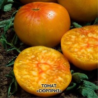 Семена томата Апельсин