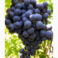 Продам виноград отменного качества