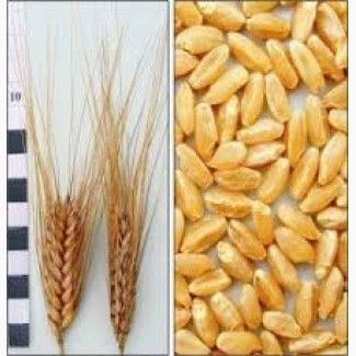 Семена пшеница Симкода Мироновская