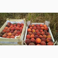 Продам персик с собственных садов