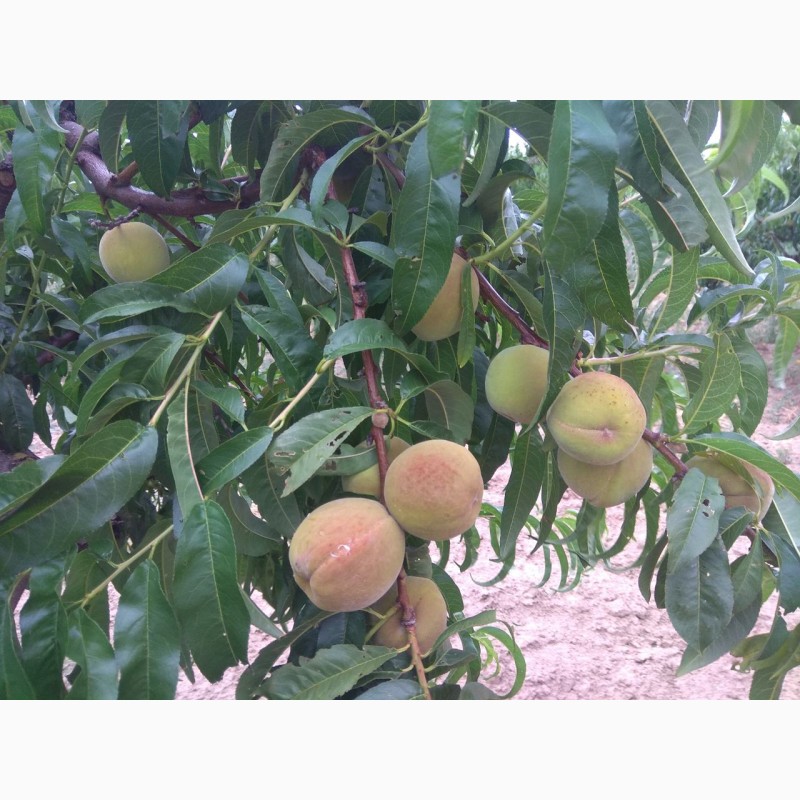 Фото 3. Продам персик с собственных садов