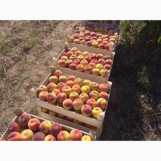Продам персик с собственных садов