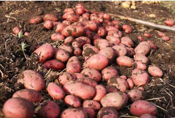 Фото 2. Продаем семенной картофель Лабелла I репродукции. Отправка по всей Украине