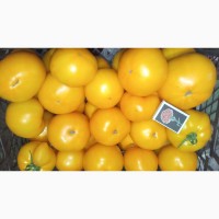 Продам жёлтый помидор