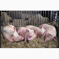Продам домашнюю свинину:тушами, живым весом