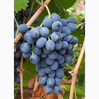 Продам виноград, сорт Молдова, товарный, на сок, вино