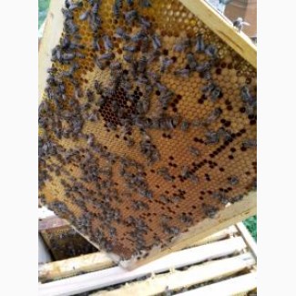 Продам бджолопакети, бджолосім#039;ї