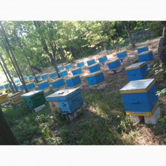 Продам пчелопакеты украинской степной