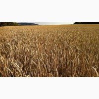 Семена озимой пшеницы Октава Одесская (1 репродукция ) урожай 2021 г