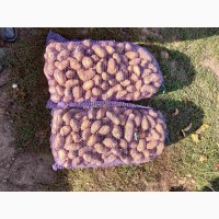 Продам домашню товарну та посадкову картоплю, сорт Гранада