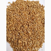 Продам пшеницу твёрдых сортов (Triticum durum)-450т