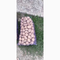 Продам товарный и семенной картофель