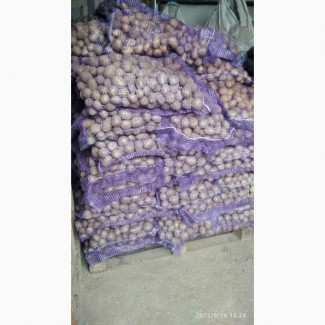 Продам насінневу картоплю Арізона оптом