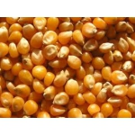 Семена кукурузы Ф 1 Гибрид ЗП 341 ФАУ 200