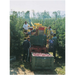 Машина (платформа/комбайн) для сбора урожая фруктов
