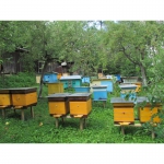 Продам бджолопакети племінних карпаткських бжіл. Доставка по Україні