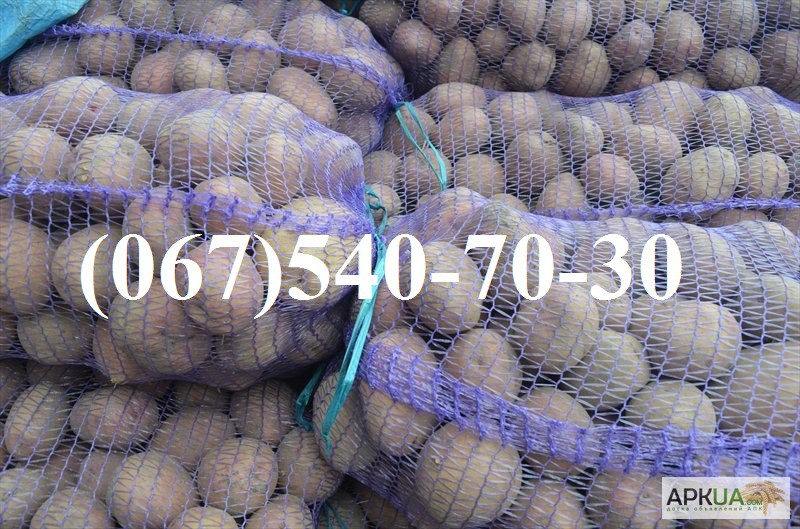 Продам семенной, продовольственный картофель Роко, Агаве, Ароза, Пикассо, Жеран, Колет