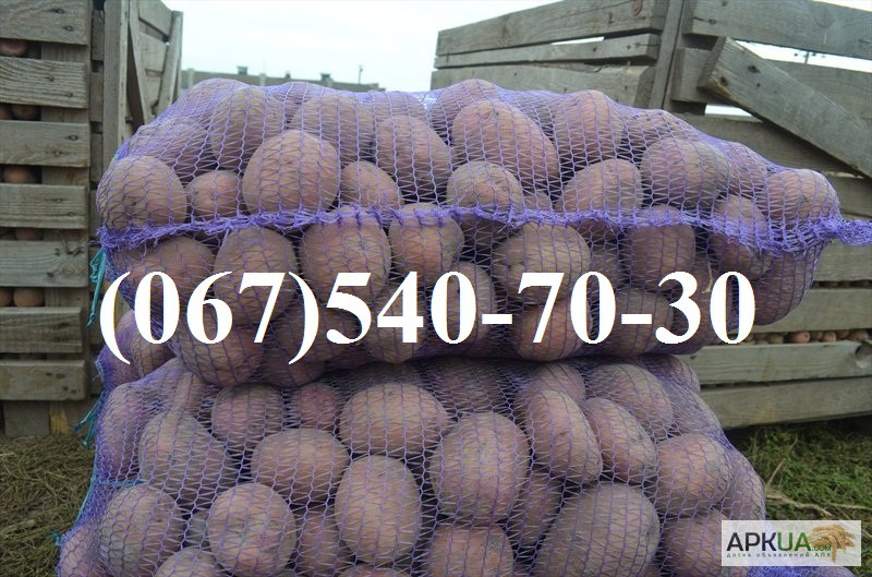 Фото 3. Продам семенной, продовольственный картофель Роко, Агаве, Ароза, Пикассо, Жеран, Колет