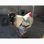 Продам куриные яйца породы Брама Орпингтон