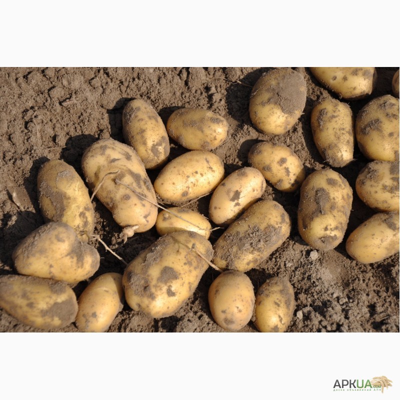 Фото 7. Продаю Качественный семенной картофель Отличные вкусовые качества / картопля