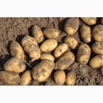 Продаю Качественный семенной картофель Отличные вкусовые качества / картопля