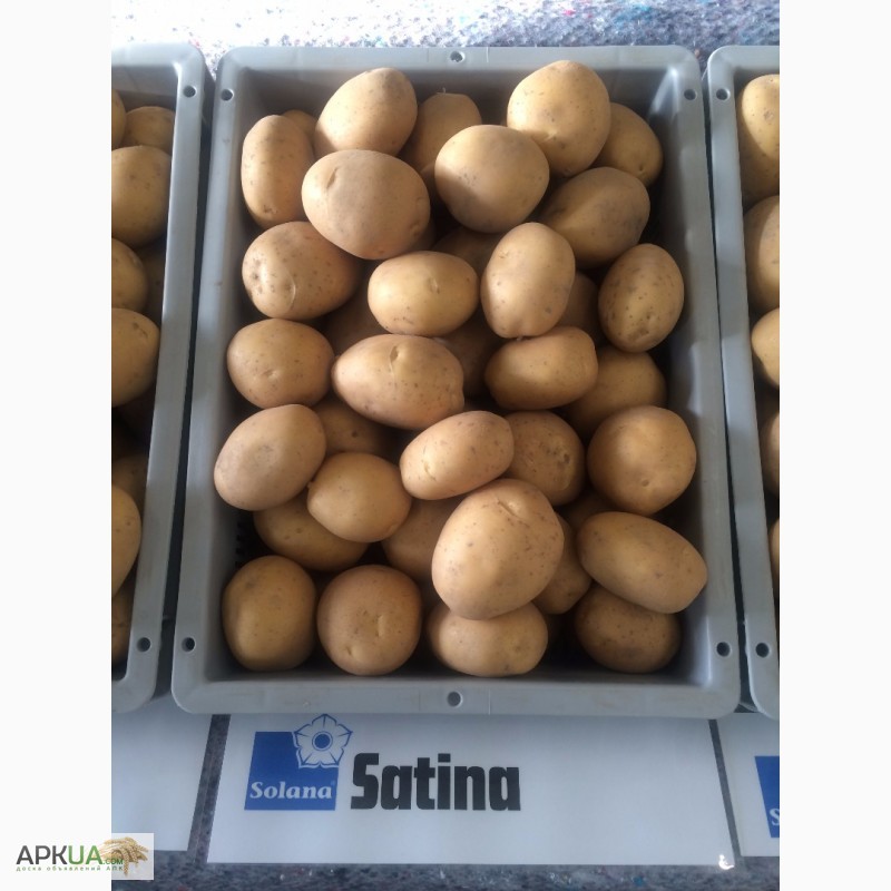 Фото 9. Продаю Качественный семенной картофель Отличные вкусовые качества / картопля