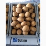 Продаю Качественный семенной картофель Отличные вкусовые качества / картопля