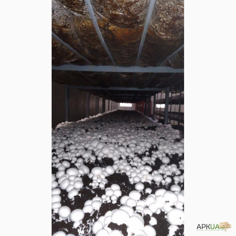 Фото 2. Продам грибы шампиньоны, до 30 000 кг ежемесячно