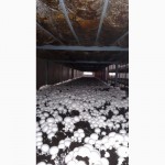 Продам грибы шампиньоны, до 30 000 кг ежемесячно