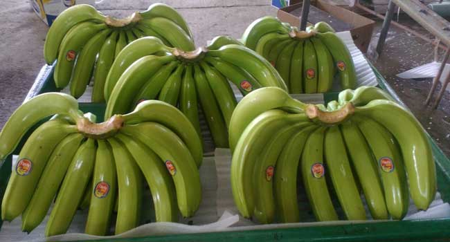 Фото 4. Экспорт бананов из Эквадора