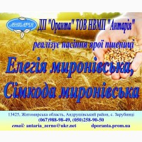 Пропонуємо насіння ярої пшениці Елегія миронівська