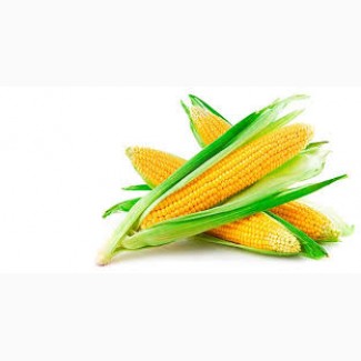 Продам гібридне насіння кукурудзи F1