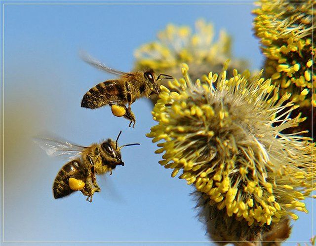 Фото 9. Пчелиная Халва