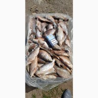 Продам ставкову рибу в асортименті: товстолобий, короп, амур, карась, щука. Опт