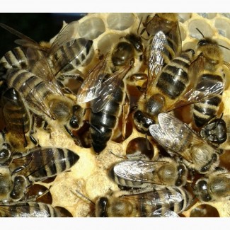 Продам Бджолопакети Карпатської породи, (торг возможен) Плодні Пчеломатки карпатки
