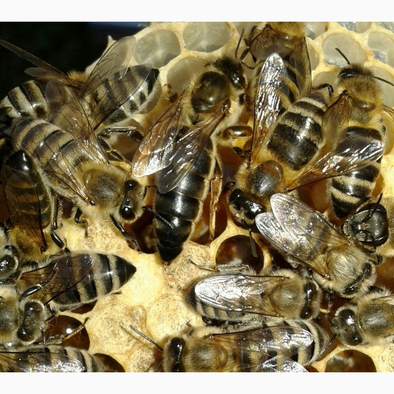 Среднерусская порода пчел